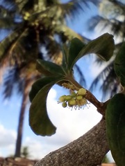 Allophylus puberulus