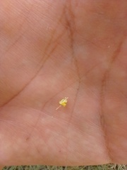 Allophylus puberulus