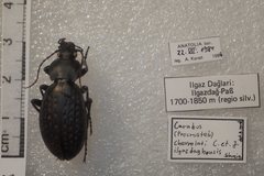 Carabus chevrolati
