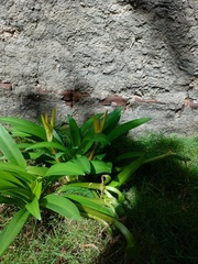 Griffinia gardneriana