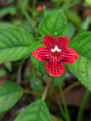 Kohleria inaequalis