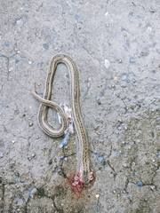 Oligodon taeniatus