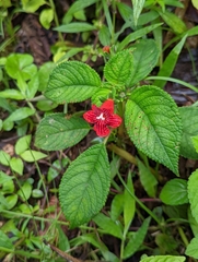 Kohleria inaequalis