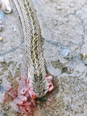 Oligodon taeniatus