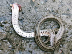 Oligodon taeniatus