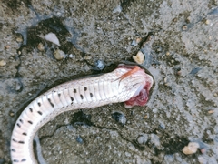 Oligodon taeniatus