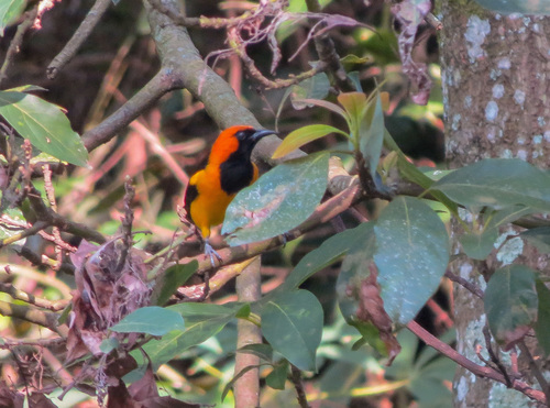 Orange-crowned Oriole (Icterus auricapillus), photo 10
