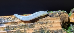 Meghimatium pictum