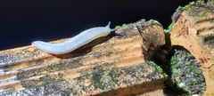 Meghimatium pictum