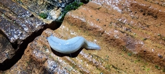 Meghimatium pictum