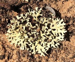 Xanthoparmelia semiviridis