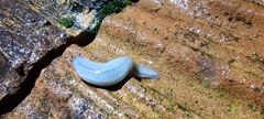 Meghimatium pictum