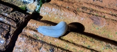 Meghimatium pictum