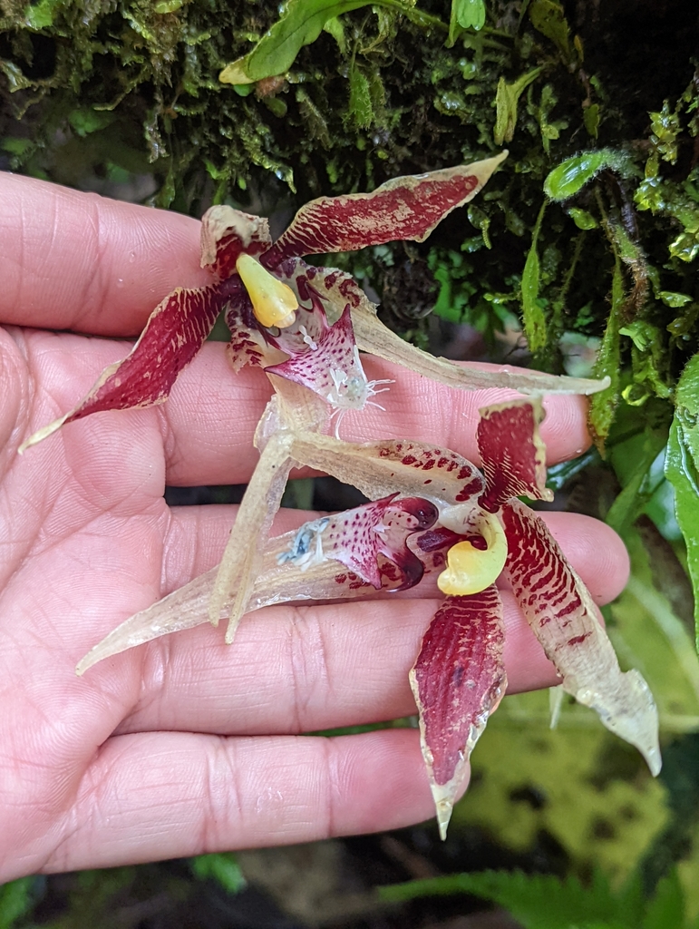 Paphinia rugosa