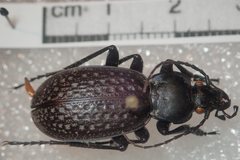Carabus chevrolati