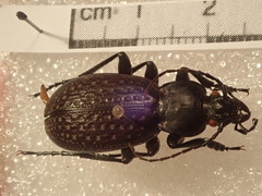 Carabus chevrolati