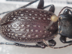 Carabus chevrolati
