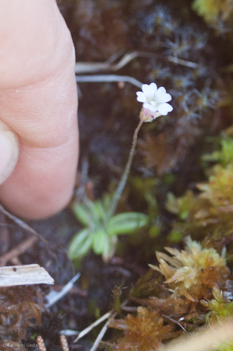 Pinguicula lusitanica