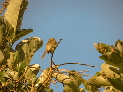 Myiopagis viridicata