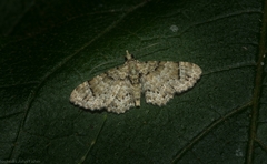 Chloroclystis guttifera