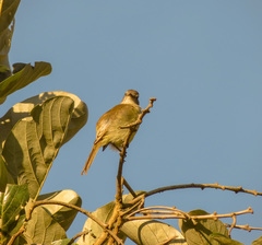 Myiopagis viridicata