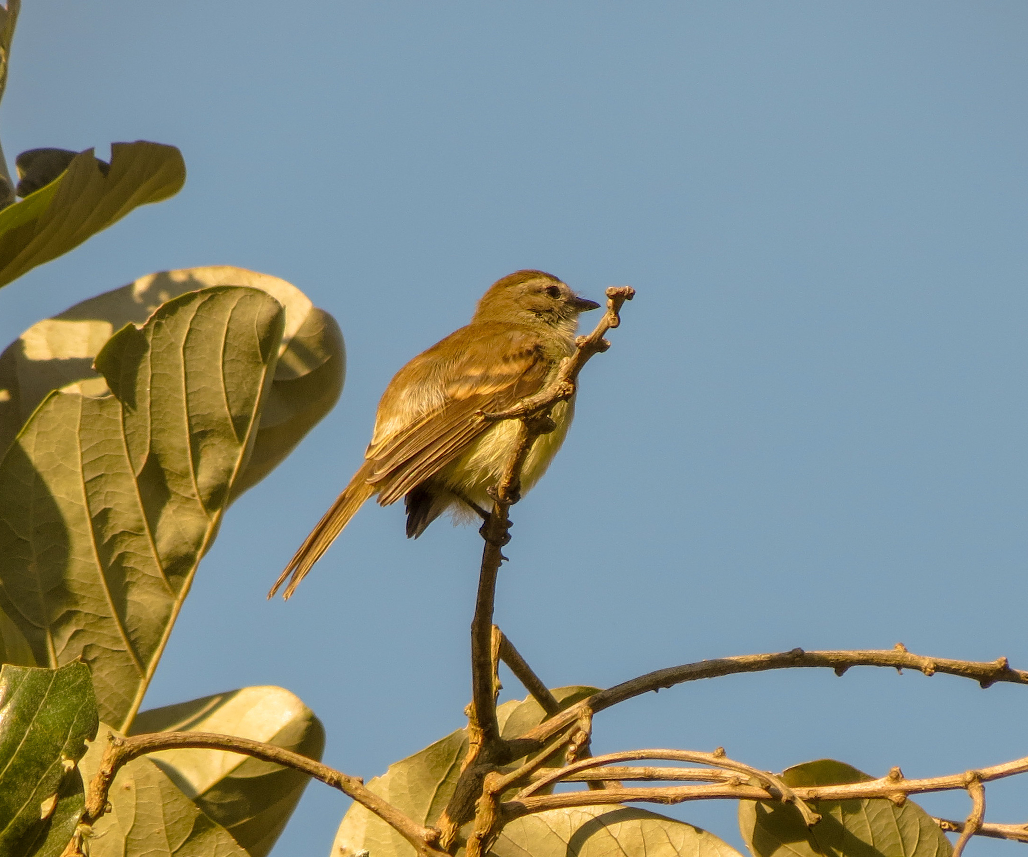 Northern Mouse-coloured Tyrannulet illustration