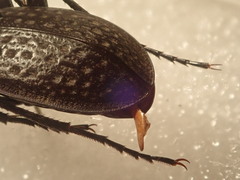 Carabus chevrolati