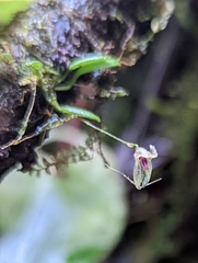 Specklinia cactantha