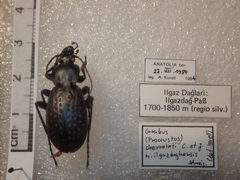 Carabus chevrolati