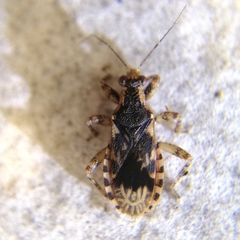 Homalocoris