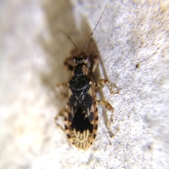 Homalocoris