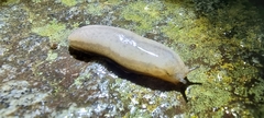 Meghimatium pictum