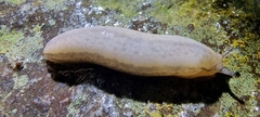 Meghimatium pictum