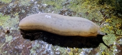 Meghimatium pictum