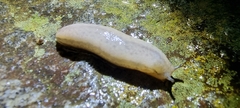 Meghimatium pictum