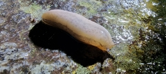 Meghimatium pictum