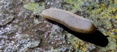 Meghimatium pictum