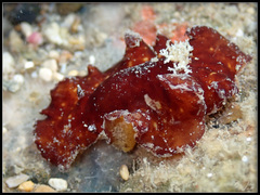 Platydoris sanguinea