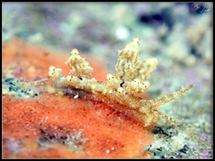 Eubranchus rubropunctatus
