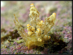 Eubranchus rubropunctatus