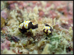 Colpodaspis thompsoni