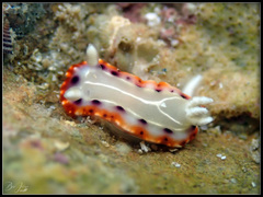 Goniobranchus setoensis