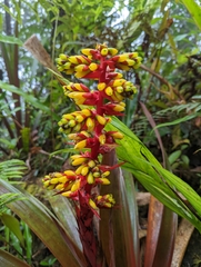 Guzmania scherzeriana