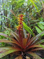 Guzmania scherzeriana