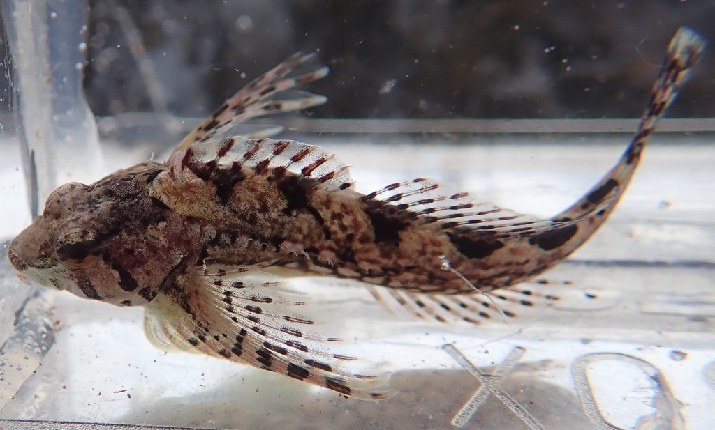 Calico Sculpin