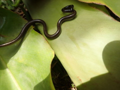 Epictia tenella