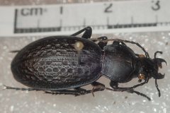 Carabus chevrolati