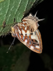 Sarota chrysus