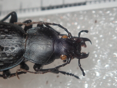 Carabus chevrolati