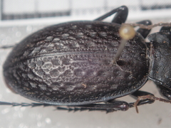 Carabus chevrolati